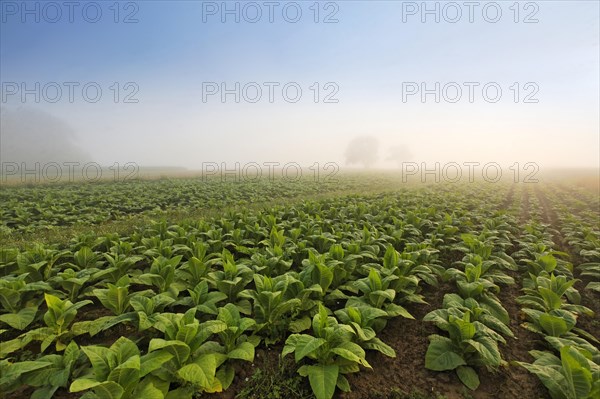 Tobacco field in the morning mist