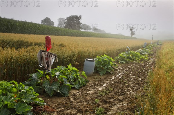 A vegetable field with scarecrows on Dinkelberg mountain