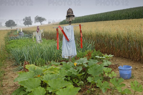 A vegetable field with scarecrows on Dinkelberg mountain