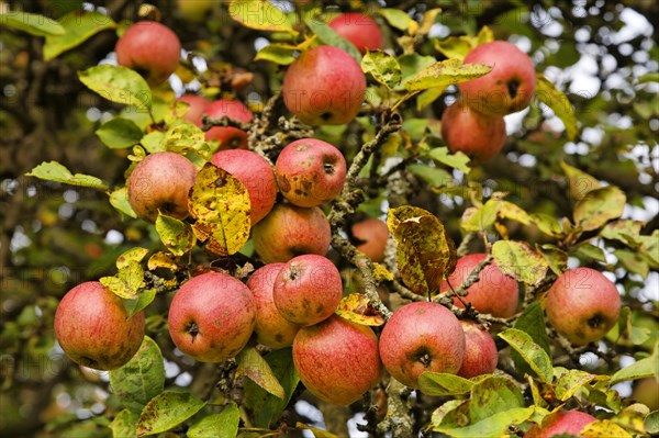 Apple tree on a meadow with scattered fruit trees in autumn