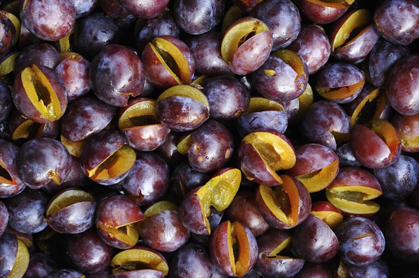 Fresh plums (Prunus domestica)