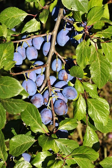 Ripe plums (Prunus domestica subsp.) on the tree