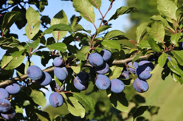 Ripe plums (Prunus domestica subsp.) on the tree