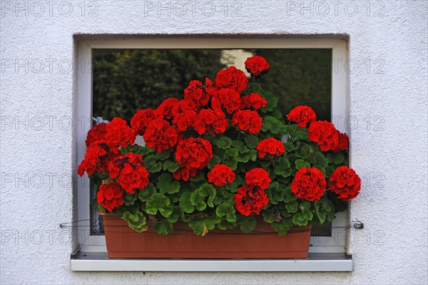 Blooming geraniums (Pelargonium graveolens) in a flower box in front of a small window