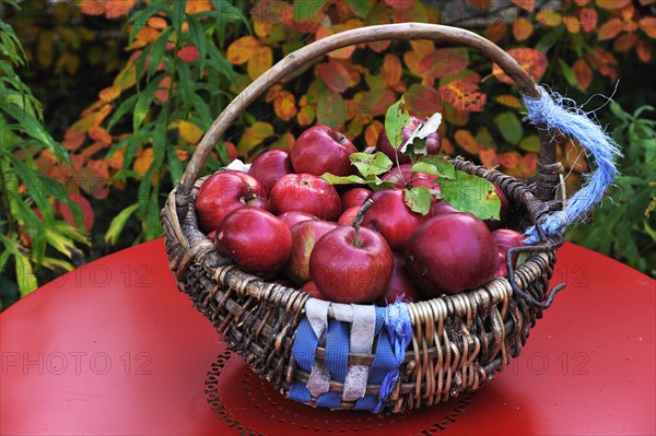 Freshly picked red Apples (Malus domestica) in a woven basket with a hook on a red garden table in front of autumn foliage