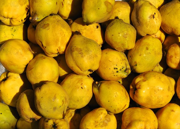 Fresh harvested Quince (Cydonia oblonga)