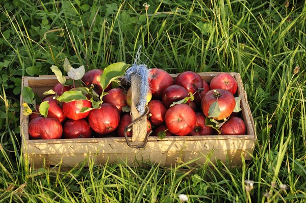 Freshly picked red Apples (Malus domestica) in a wooden basket on a meadow