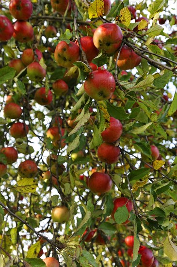 Branches full of ripe Apples (Malus domestica)