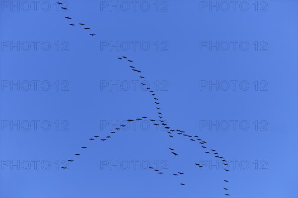 Cranes (Grus grus) flying in formation against a blue sky