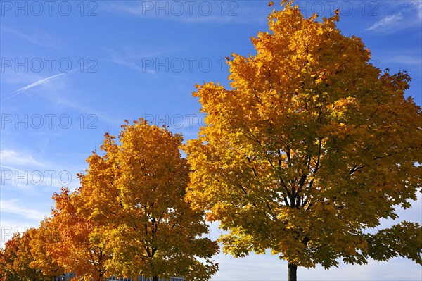 Norway maple (Acer platanoides) in autumn