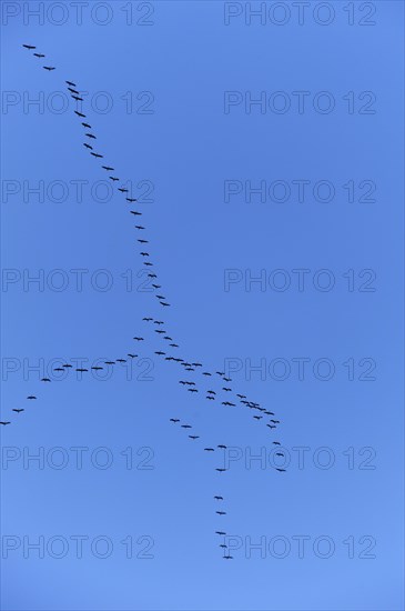 Cranes (Grus grus) flying in formation against a blue sky