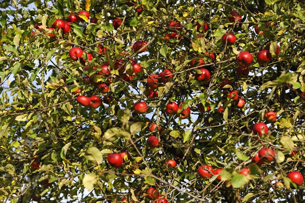 Red apples (Malus domestica) on a tree