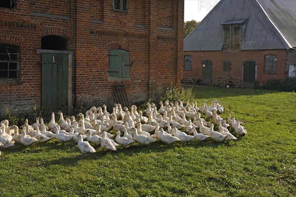 Free-range mulard ducks in a meadow