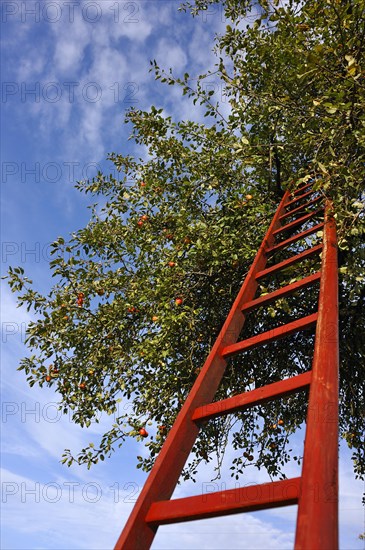 A ladder leaning against an apple tree with ripe apples