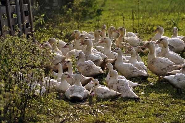 Free-range mulard ducks in a meadow