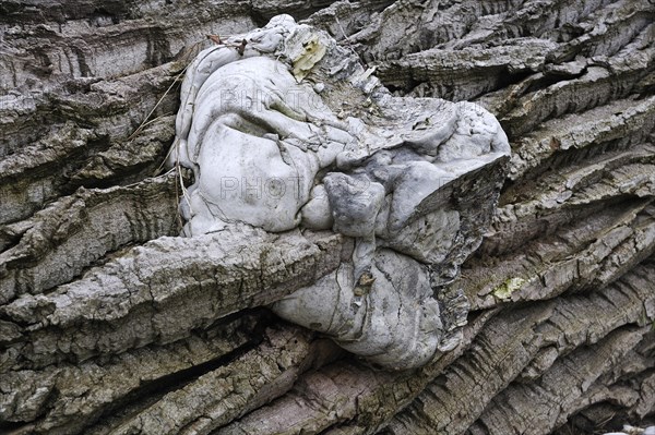 Unusual growth in Tinder Fungus (Fomes fomentarius) through geotropism