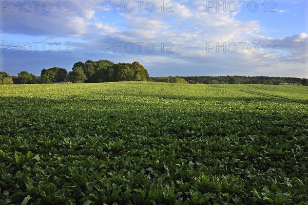 Field with sugar beet