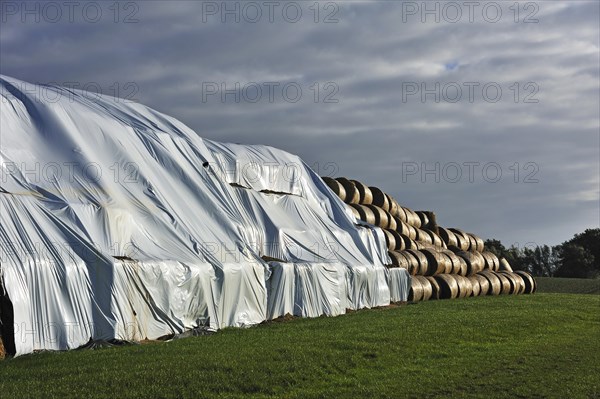 Pressed straw bales