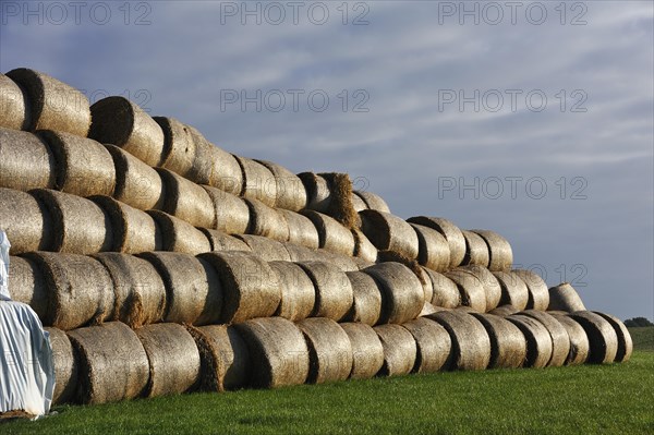 Pressed and stacked straw bales