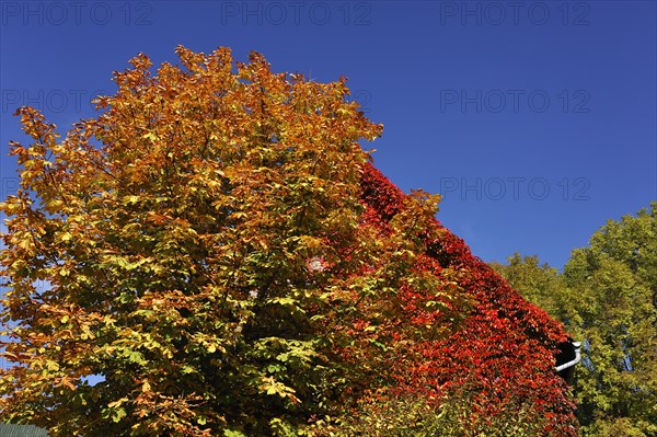 Horse Chestnut (Aesculus hippocastanum)