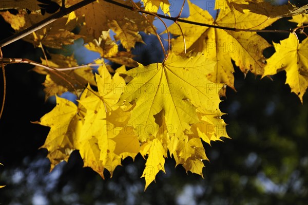 Yellow autumn leaves