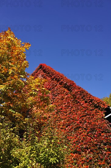 Horse Chestnut (Aesculus hippocastanum)