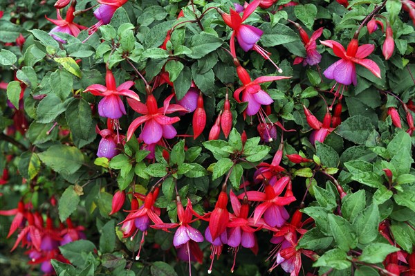 Blossoms of a Fuchsia (Fuchsia regia)