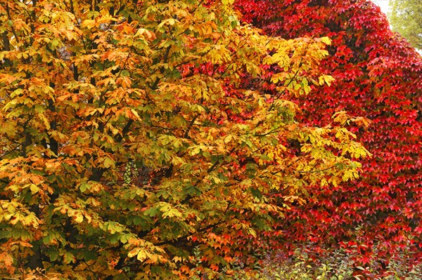 A colourful Horse chestnut tree (Aesculus hippocastanum) and a red Japanese creeper