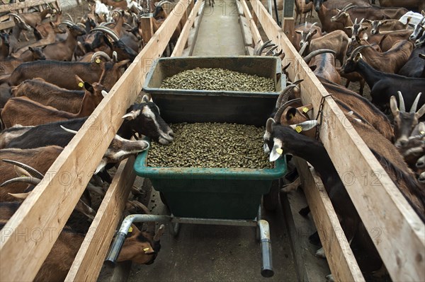 Feeding troughs in a goat shed