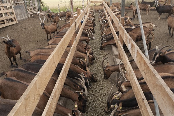 Goats feeding in a barn