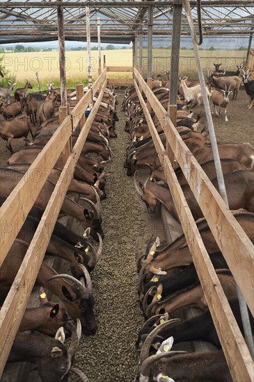 Goats feeding in a barn