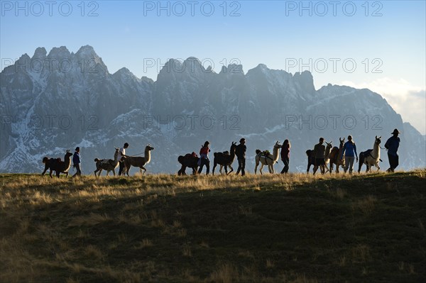 Llama tour at the summit of Ederplan Mountain in the Defregger Group