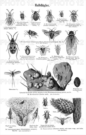 Wallchart with hemiptera or true bugs