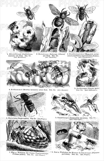 Display chart of Hymenoptera II