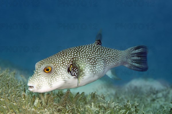 White-spotted Puffer (Arothron hispidus) on seagrass