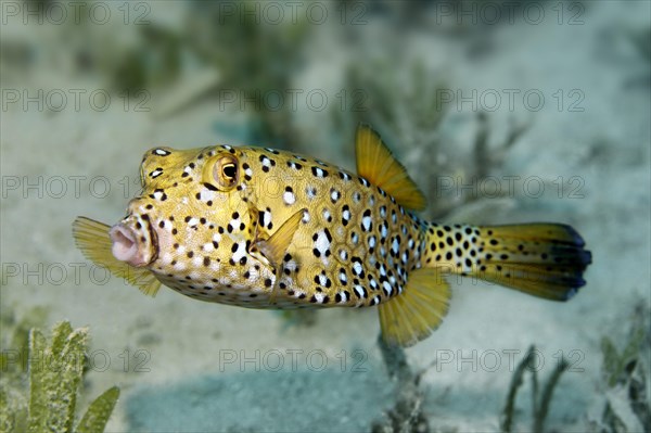 Yellow Boxfish or Cube Trunkfish (Ostracion cubicus) on seagrass