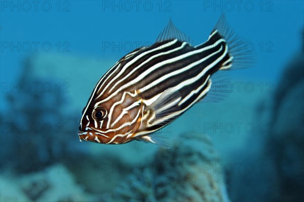 Six-lined Soapfish or Solden-striped Grouper