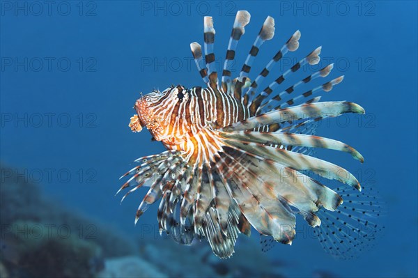 Red Lionfish (Pterois volitans)