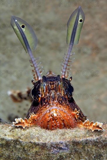 Red Lionfish (Pterois volitans) looking out of an amphora