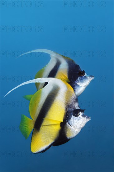 Two Red Sea Bannerfish (Heniochus intermedius)