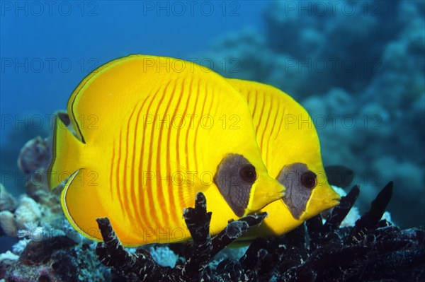 Two Masked Butterflyfish (Chaetodon semilarvatus)