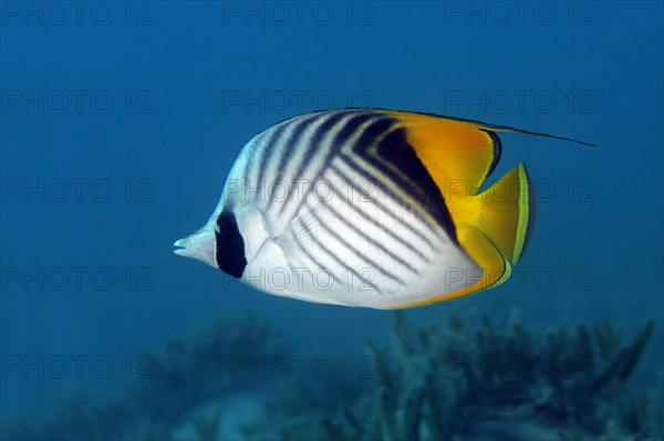 Threadfin Butterflyfish (Chaetodon auriga)