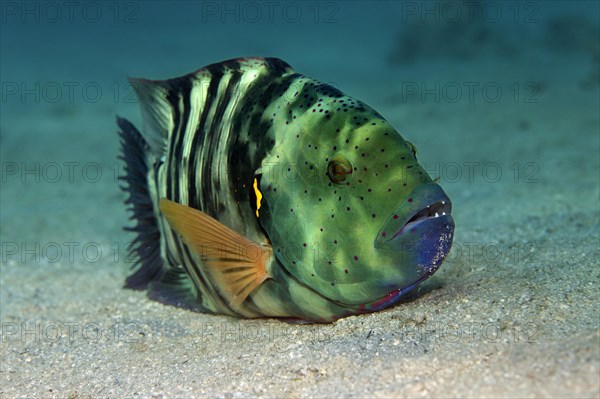 Broomtail Wrasse (Cheilinus lunulatus) on the sandy sea bottom