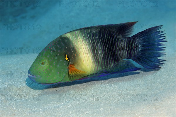 Broomtail Wrasse (Cheilinus lunulatus)