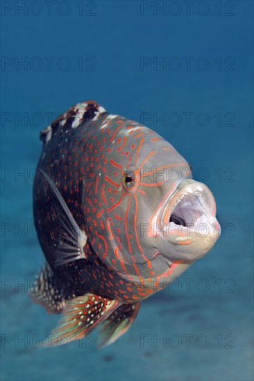 Abudjubbe’s splendor wrasse (Cheilinus abudjubbe) opening mouth