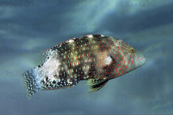 Abudjubbe's splendor wrasse (Cheilinus abudjubbe) Makadi Bay