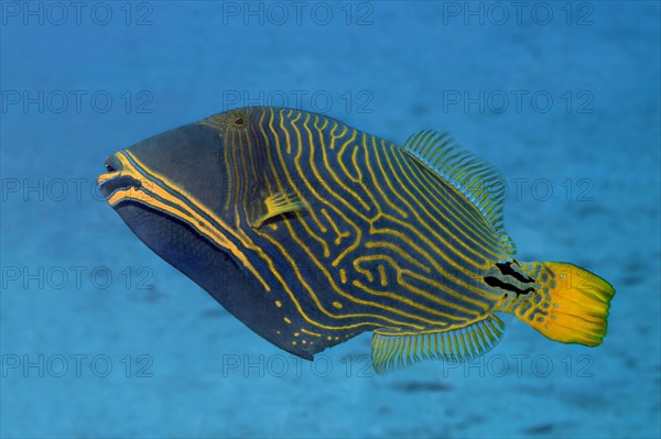 Orange-lined triggerfish (Balistapus undulatus)