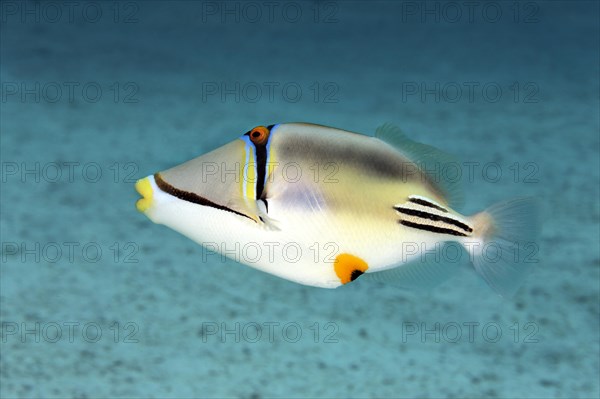 Picasso triggerfish (Rhinecanthus assasi)