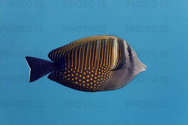Red Sea sailfin tang (Zebrasoma desjardinii)