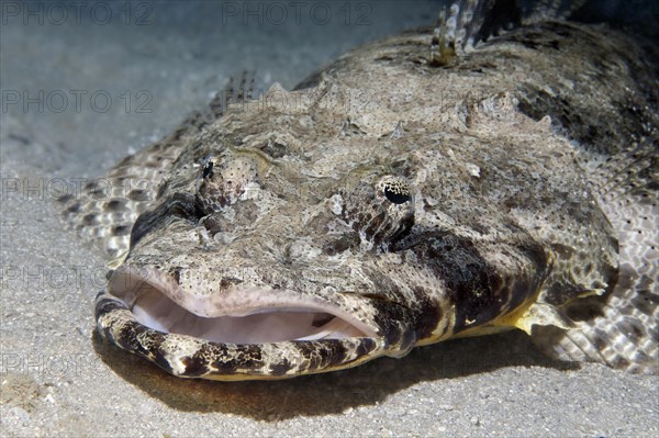 Tentacled flathead (Papilloculiceps longiceps)